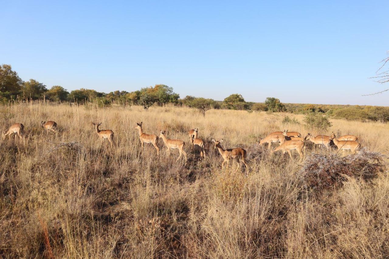 Kwalata Game Lodge Klipdrift Exteriör bild